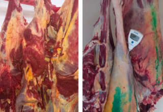 Viande perimee