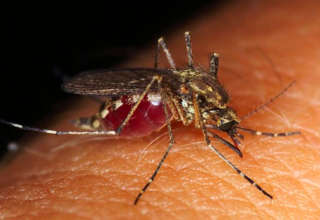 Virus du nil occidental