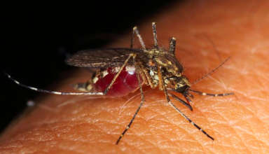 Virus du nil occidental